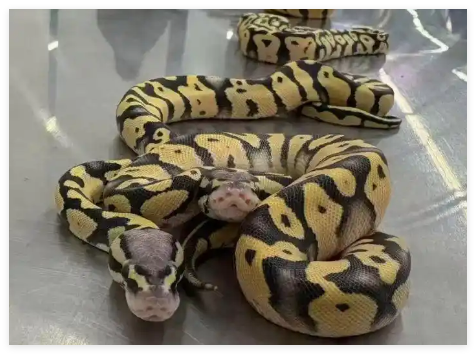 女子在內(nèi)衣塞4條蟒蛇入境被查 到底是什么情況？