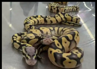 女子在內(nèi)衣塞4條蟒蛇入境被查 到底是什么情況？