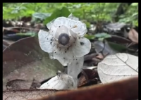 哀牢山發(fā)現(xiàn)7株“冥界之花” 背后真相實在讓人驚愕