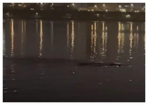 漢江現(xiàn)巨型怪物?夜釣者拍下驚悚一幕 實(shí)在太可怕了