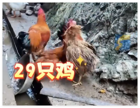 村民離婚因29只雞怎么分鬧上法庭 為什么引爭(zhēng)議？