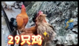 村民離婚因29只雞怎么分鬧上法庭 為什么引爭(zhēng)議？