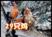 村民離婚因29只雞怎么分鬧上法庭 為什么引爭議？