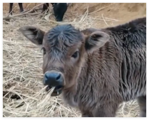 80多頭牛失蹤20多頭倆月后尋見 當(dāng)事人形容見到牛群時"如見親人一般"