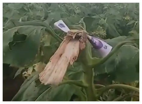 路人摘葵花后在枝頭留錢 農(nóng)戶感動 不是錢多少的事