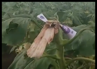 路人摘葵花后在枝頭留錢 農(nóng)戶感動 不是錢多少的事