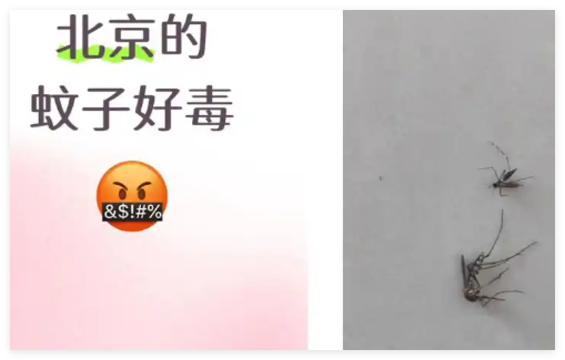 全球“最毒”的蚊子為何批量北上 究竟是怎么回事？
