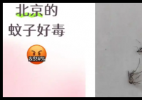 全球“最毒”的蚊子為何批量北上 究竟是怎么回事？