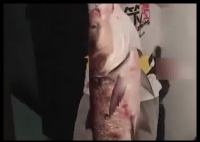 男子釣了一條大魚(yú) 妻子情緒價(jià)值拉滿 開(kāi)門(mén)尖叫 歡呼著迎進(jìn)屋