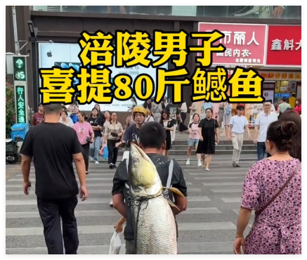 男子背著釣到的79斤鳡魚在鬧市穿行 事件始末2025最新消息