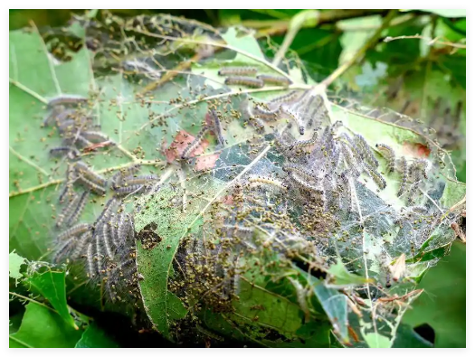 北京將進(jìn)入美國(guó)白蛾幼蟲(chóng)危害高峰期 實(shí)在太無(wú)奈了