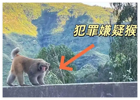 男子路邊停車休息遭野猴入車襲擊 實在太恐怖了