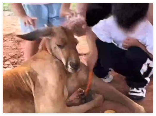 假期動(dòng)物園內(nèi)動(dòng)物已吃出“工傷” 內(nèi)幕實(shí)在讓人驚個(gè)呆