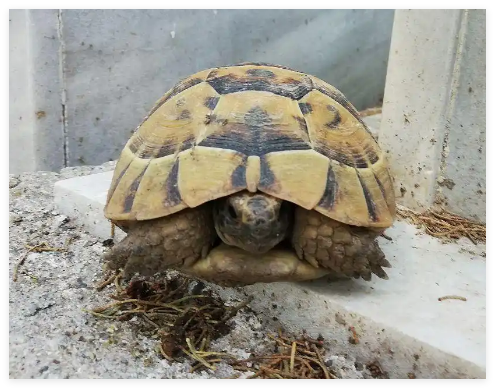 男子撿來的烏龜養(yǎng)了9年胖到爬不動 這也太夸張了吧