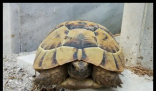 男子撿來的烏龜養(yǎng)了9年胖到爬不動 這也太夸張了吧