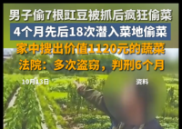 男子4個(gè)月偷菜18次獲刑6個(gè)月 究竟是怎么回事？