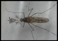 現在只剩南極沒蚊子了 原因竟是這樣太意外了