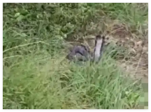 被蛇咬失聯(lián)男子友人:他嫌貴沒(méi)打血清 背后真相實(shí)在讓人驚愕