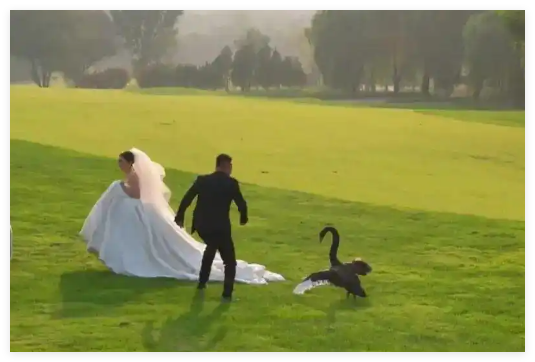 新人拍婚紗照遭遇“黑天鵝搶新娘” 究竟是怎么回事？