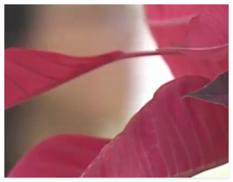 女子想為亡夫再生一個孩子遭拒 原因竟是這樣太無奈了