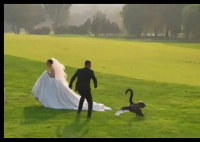 新人拍婚紗照遭遇“黑天鵝搶新娘” 內(nèi)幕實(shí)在讓人驚個(gè)呆