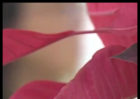 女子想為亡夫再生一個孩子遭拒 內(nèi)幕曝光簡直太意外了