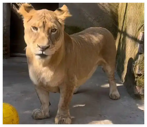 動(dòng)物園獅子因腿短走紅 被叫“柯基” 背后真相實(shí)在讓人驚愕
