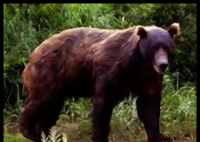 日本熊災現場有明顯吃人痕跡 事件始末2025最新消息