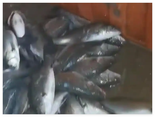 水產(chǎn)市場“麻醉魚”調(diào)查 事件始末2025最新消息