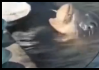 大哥正釣魚 30斤大魚游過來要吃的 事件始末2025最新消息