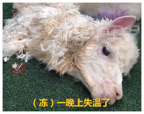 羊駝送洗后因毛發(fā)未吹干致失溫死亡 內(nèi)幕曝光簡直太意外了
