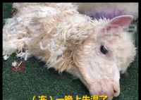 羊駝送洗后因毛發(fā)未吹干致失溫死亡 事件始末2025最新消息
