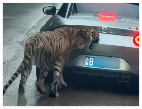 女子自駕進猛獸區(qū)被老虎咬掉車漆 內(nèi)幕實在讓人驚個呆