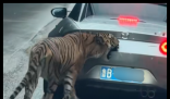 女子自駕進猛獸區(qū)被老虎咬掉車漆 內(nèi)幕實在讓人驚個呆