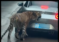 女子自駕進猛獸區(qū)被老虎咬掉車漆 內(nèi)幕實在讓人驚個呆